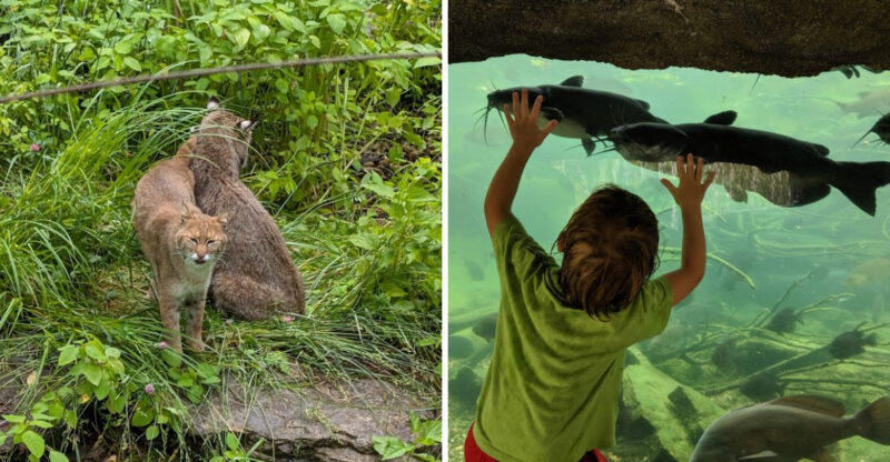 This Kentucky Wildlife Center Is Home To Forty Native Species You Can Meet Face-To-Face