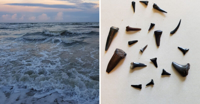 8 North Carolina Beaches Where You Can Hunt For Ancient Fossils In The Sand