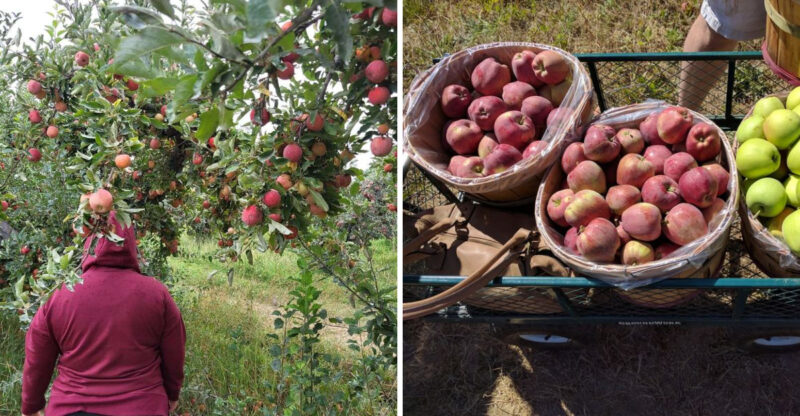 Pick Apples Straight From The Trees At This Idaho Orchard Later This Season