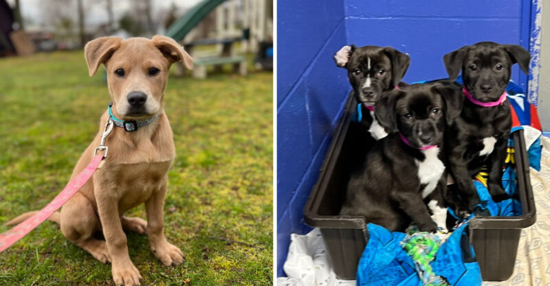 A Little-Known Connecticut Dog Shelter That Is Changing Lives One Pup At A Time