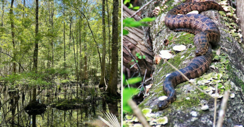 This South Carolina Swamp Tour Takes You Into A World Of Snakes And More