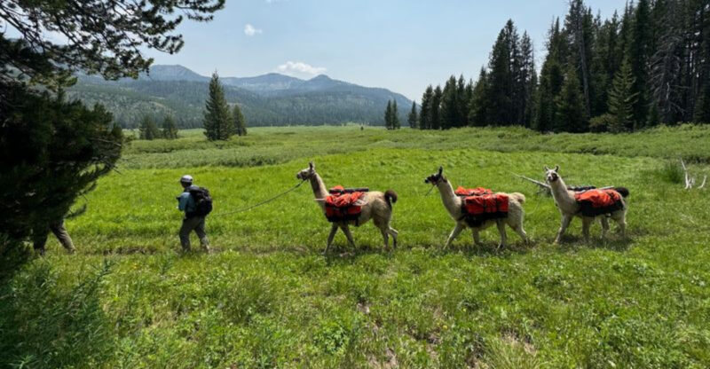 This Idaho Llama Ranch Lets You Take Your Own Pack Llama On A Wild Mountain Hike