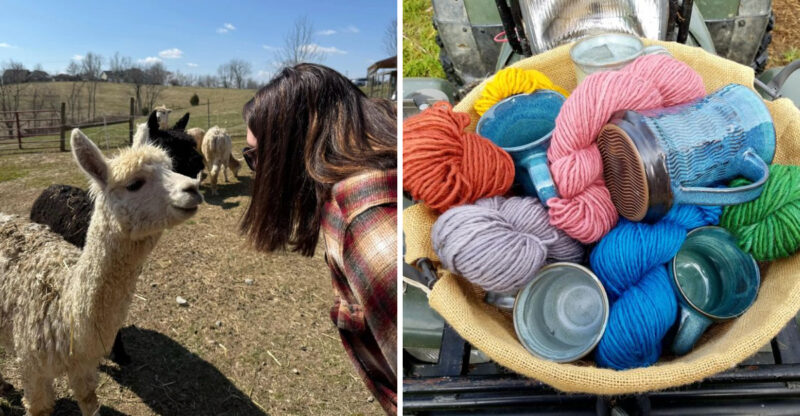 This Kentucky Ranch Grows Its Own Alpaca Fiber And Turns It Into Yarn You Can Buy