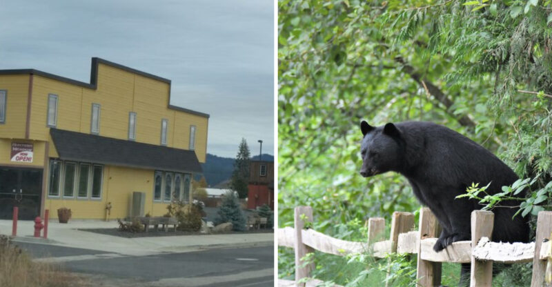 Black Bears Wander Through This Tiny Idaho Town So Often That Locals Know To Stay On Alert
