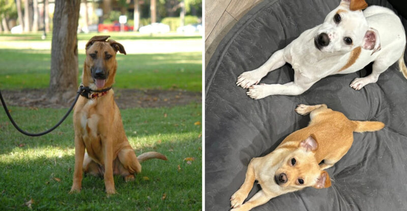11 California Dog Rescues And Shelters Making A Difference In 2026