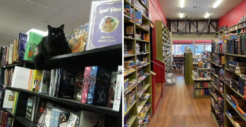 This California Bookstore Has Over 100,000 Books And A Resident Cat Watching Over The Shelves