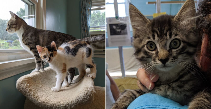 This Connecticut Cat Sanctuary Is Filled With Cats And Kittens Waiting For Families