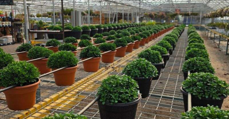 This Nebraska Nursery Hides Behind A Gas Station With A 10,000-Square-Foot Greenhouse Full Of Garden Finds