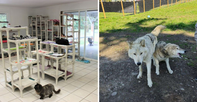 10 Washington Animal Sanctuaries That Give Rescued Animals A Safe And Loving Home