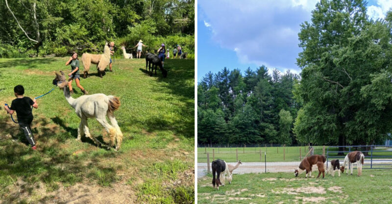 You Can Grab A Leash And Take A Llama Hiking At This North Carolina Farm