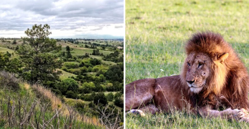 This Small Nebraska Town Sees Mountain Lions Often Enough That Locals Know To Stay Alert