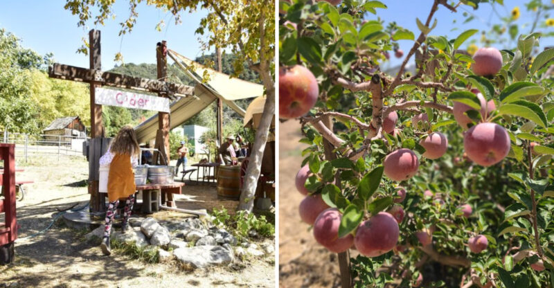 This Southern California Mountain Town Is The Ultimate Apple Picking Day Trip