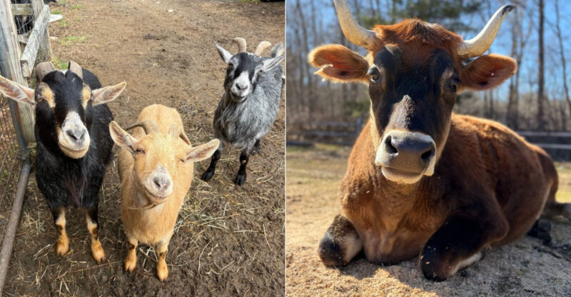 This Connecticut Sanctuary Gives More Than 250 Rescued Animals A Safe Place To Live