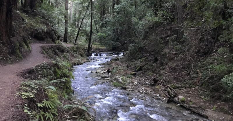 This California Redwood Forest Hike Is A Shaded 3.5-Mile Escape Along A Flowing Creek