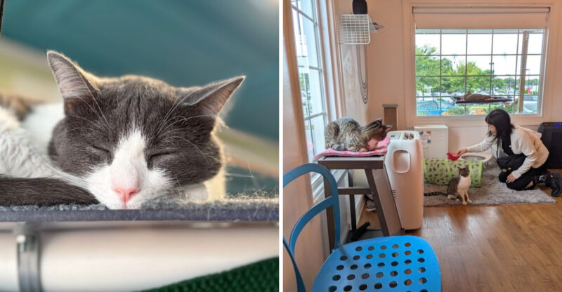 North Carolina Has 10 Cat Cafes Where Adoptable Cats Might Just Pick Their Own Humans