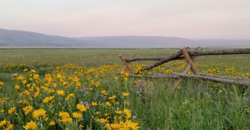 This Idaho Preserve Is Still Bursting With Wildflowers And Huge Mountain Views In August