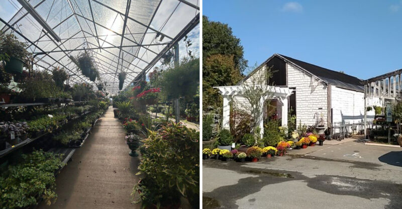 This North Carolina Garden Outlet Is A Secret Goldmine For Bargain Plants And Backyard Finds