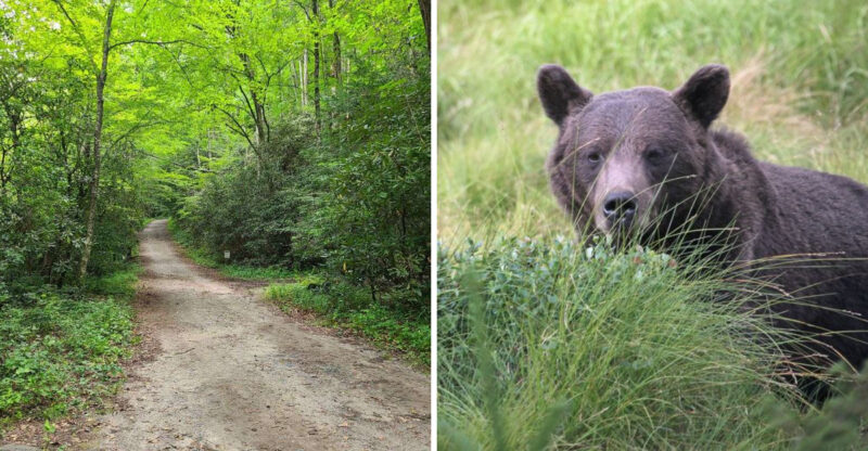 12 North Carolina Trails Where Staying Bear-Aware Is Seriously Important