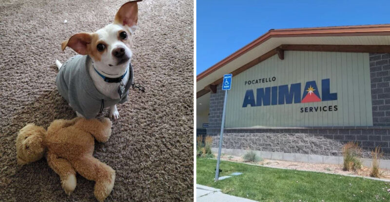 These 10 Idaho Dog Rescues And Shelters Are Worth Supporting In 2026