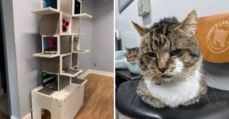 This Michigan Sanctuary Gives Sick Cats A Second Chance And Their Stories Will Warm Your Heart