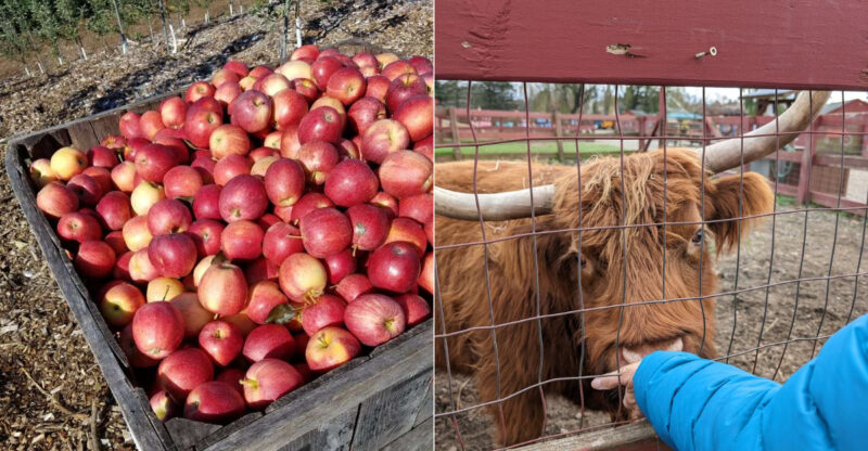 This Connecticut Farm Combines Apple Picking With A Family-Friendly Petting Zoo