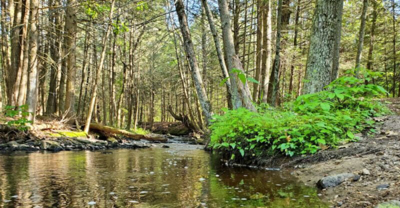 This Connecticut Forest Has A Natural Spring Where Fresh Water Flows From The Ground
