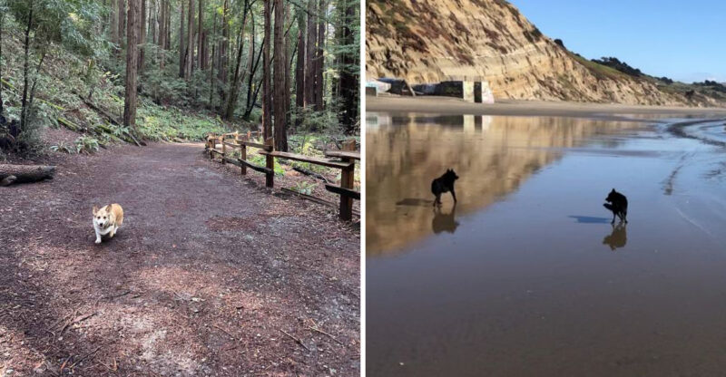 These 10 Dog-Friendly Northern California Trails Are Made For An Unforgettable Weekend Escape