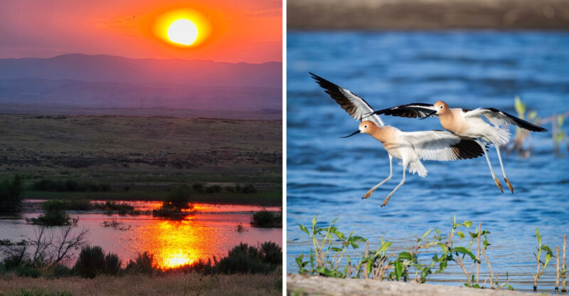 This 600-Acre Idaho Hiking Spot Is Home To More Than 150 Species Of Birds