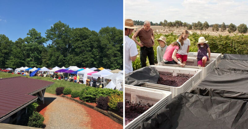 Thousands Pack This North Carolina Winery For A Wild Two-Day Grape Stomping Festival Every August