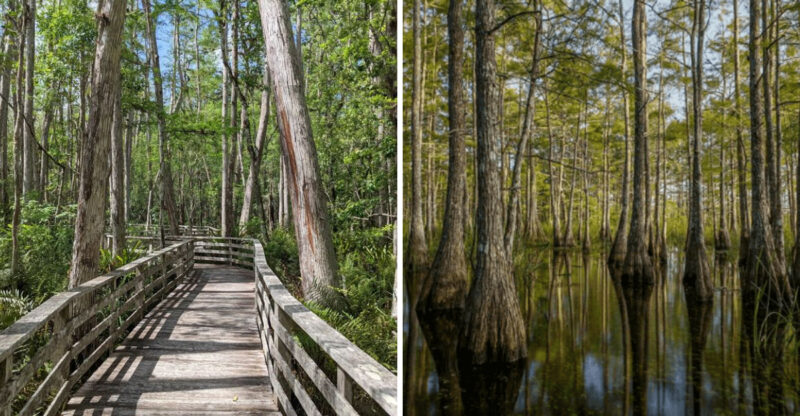9 Florida State Parks Where Cottonmouths Make Their Home