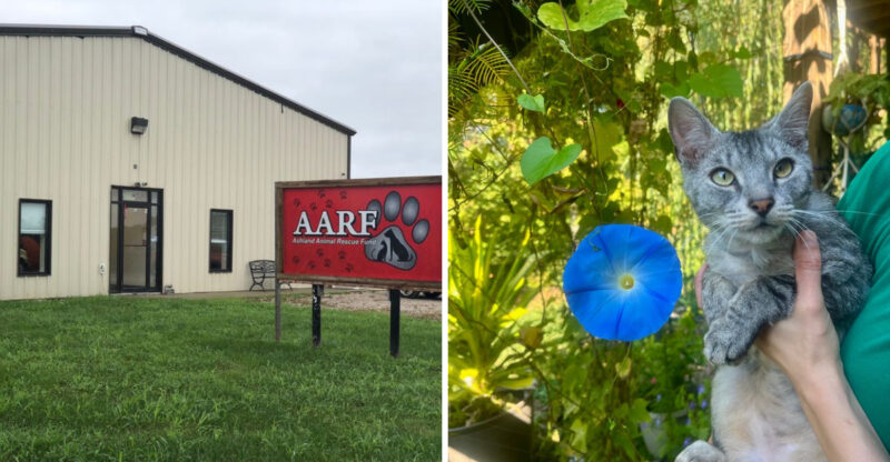 10 Kentucky Animal Shelters That Deserve Your Support This Year