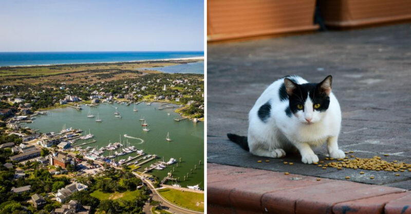 This North Carolina Island Village Has Hundreds Of Cats Roaming Its Streets