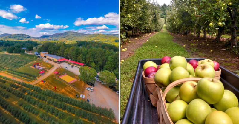 This North Carolina Orchard Lets You Pick Blackberries And Fresh Apples In August