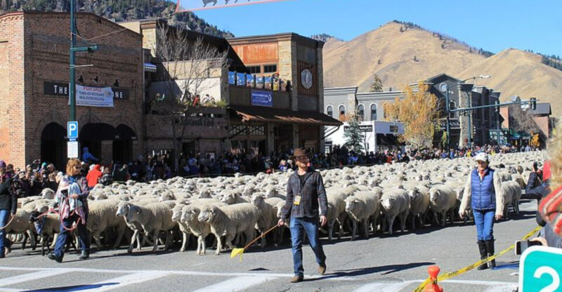 This Idaho Fall Festival Sends 1,200 Sheep Straight Down Main Street