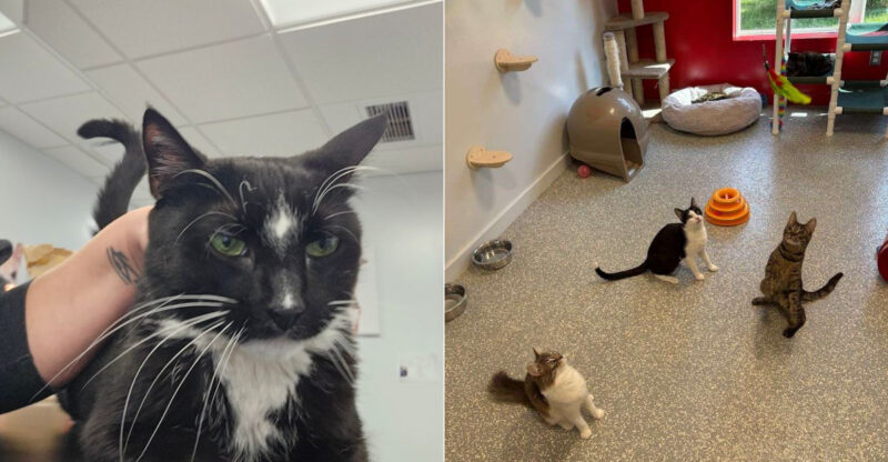 This Cage-Free Connecticut Shelter Gives Rescued Cats The Safety And Second Chance They Need