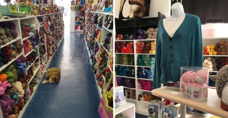 This Kentucky Yarn Shop Has A Resident Cat Who Clearly Believes He Owns The Place
