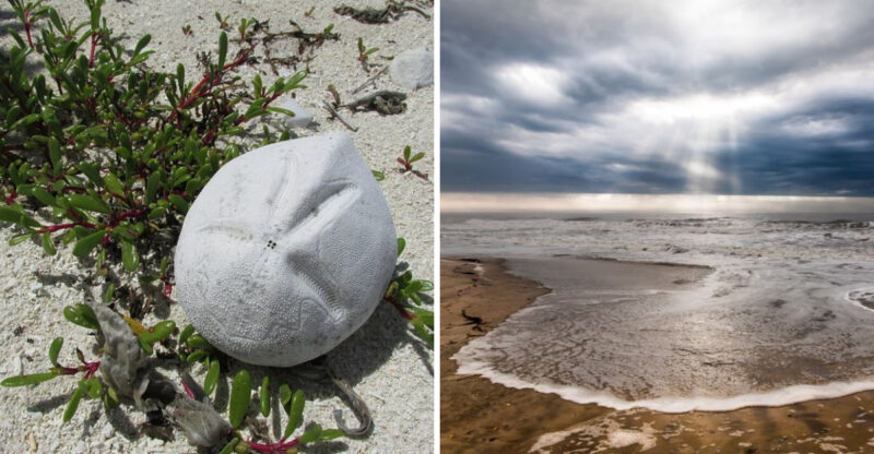 This North Carolina Beach Is One Of The Few Places You Can Hunt For Ancient Sea Biscuits