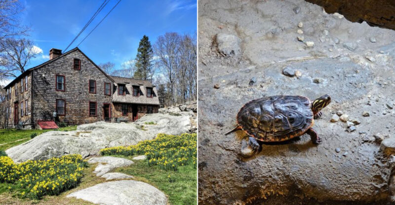 The Hidden Connecticut Nature Center Where The Turtle Exhibit Is Only The Beginning