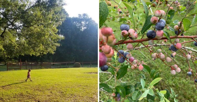 This Louisiana U-Pick Farm Offers Fresh Figs And Berries During Summer