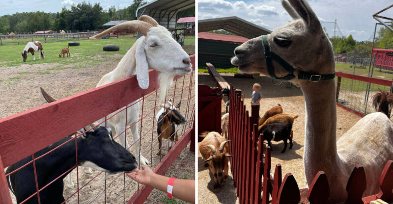 Why Weekday Visits To This Florida Petting Zoo Can Feel More Relaxed