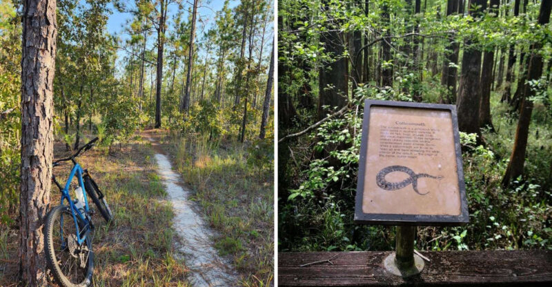 9 Florida Areas Where Cottonmouth Activity Is Highest This Late Summer