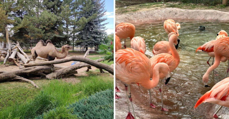 The “Best Little Zoo In The West” Is Hiding In Idaho And It’s Far More Impressive Than Its Name Suggests