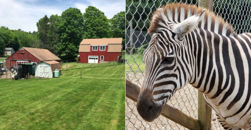 This Connecticut Animal Farm Lets You Feed Exotic Animals And Meet Everything From Zebras To Kangaroos