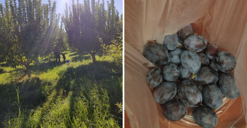 This Idaho U-Pick Orchard Lets You Pluck Juicy Plums Straight From The Tree Before Summer Ends