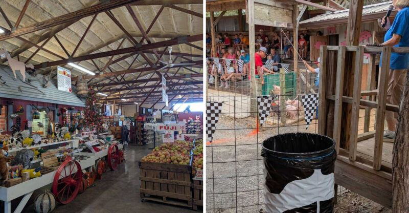 This Georgia Apple Orchard Has Swimming Pigs, Wagon Rides, And A September Festival