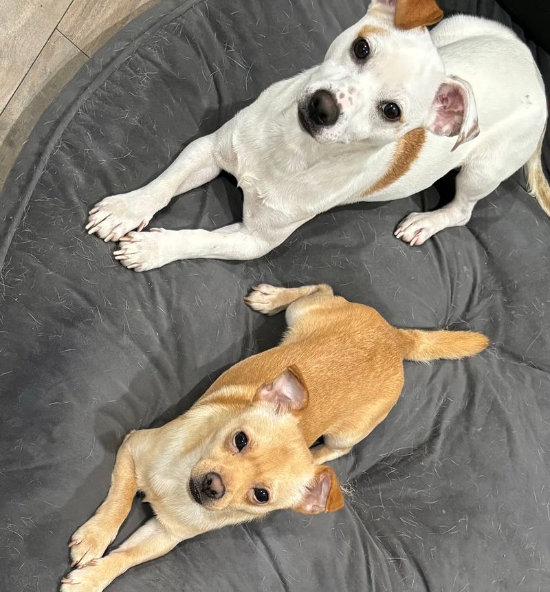 San Diego Humane Society