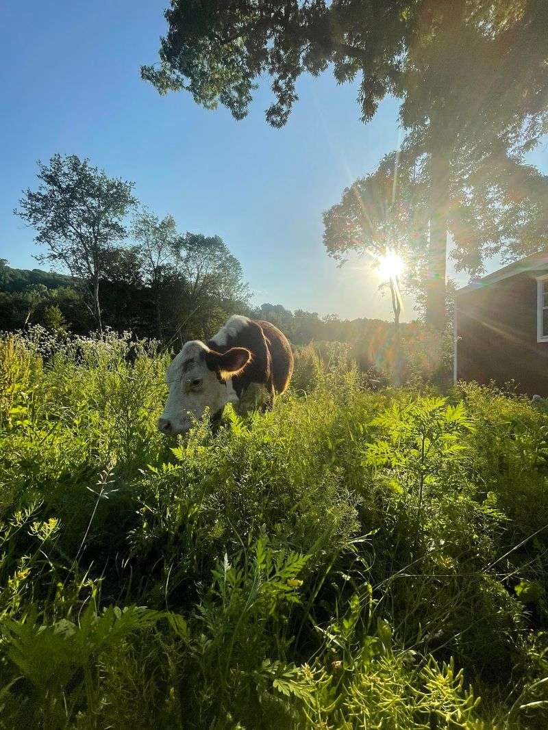 10 Connecticut Farms Where You Can Fill Your Freezer With Locally Raised Meat - Decor Hint Double A Ranch, New Fairfield