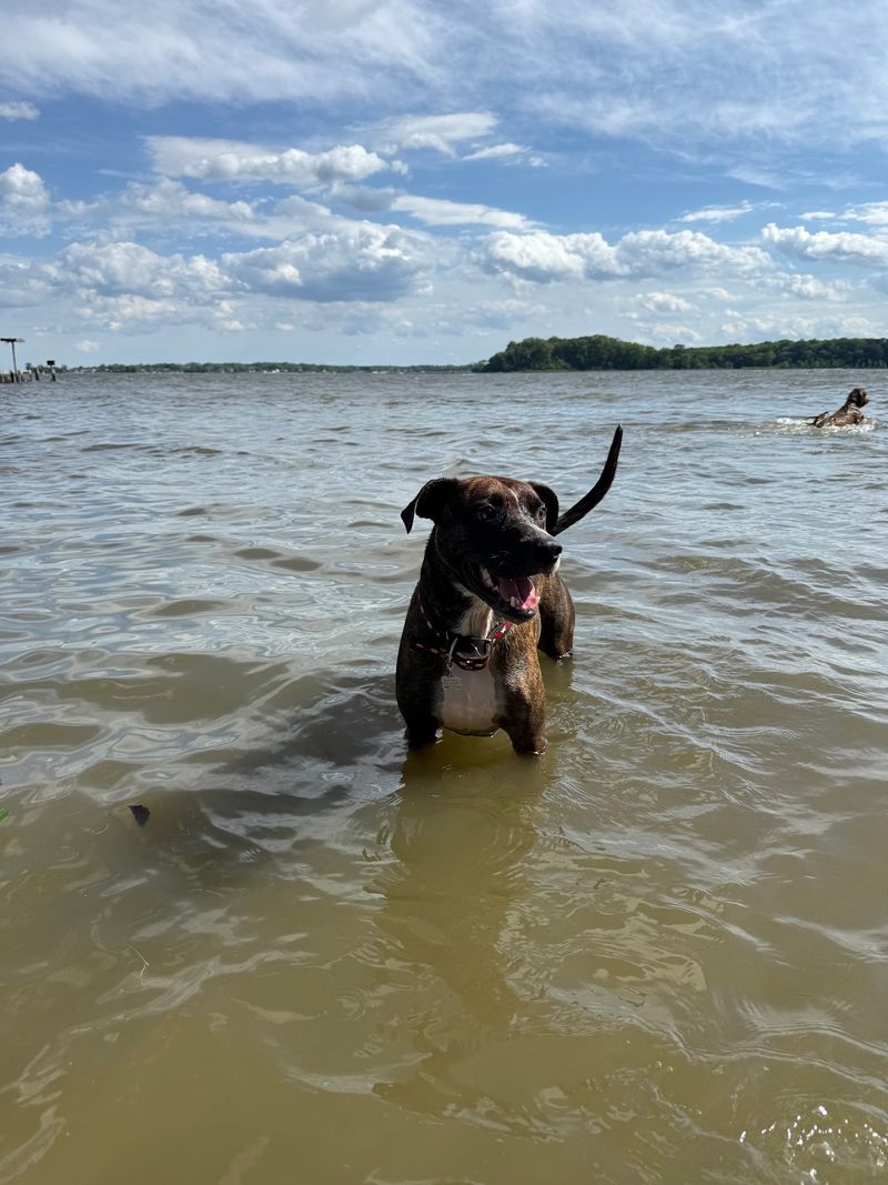 Quiet Waters Park Dog Beach, Annapolis