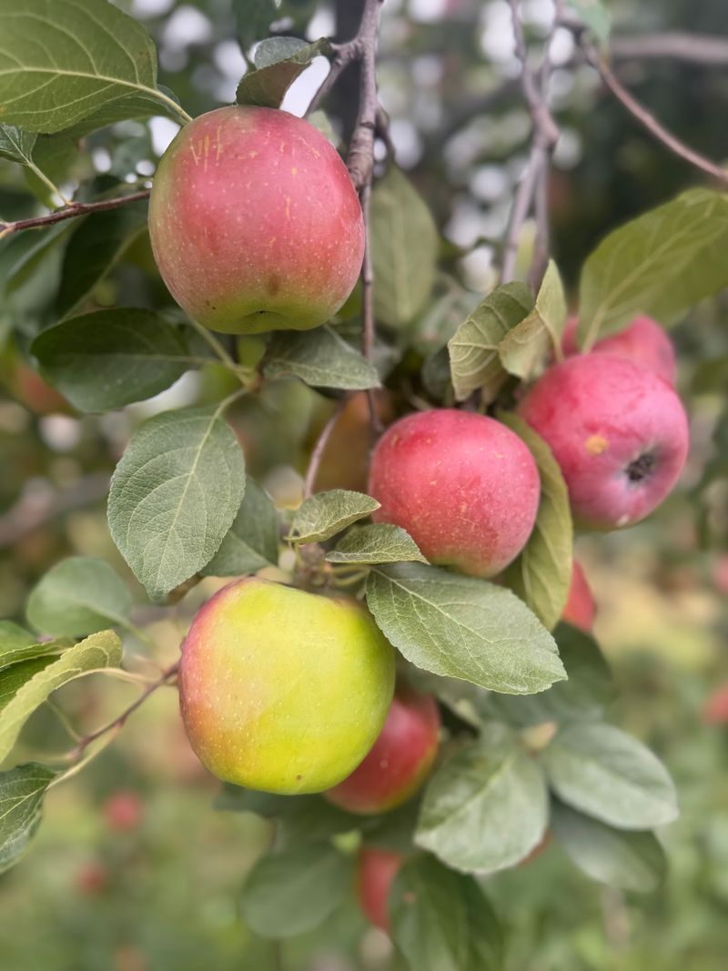 Evans Orchard And Cider Mill