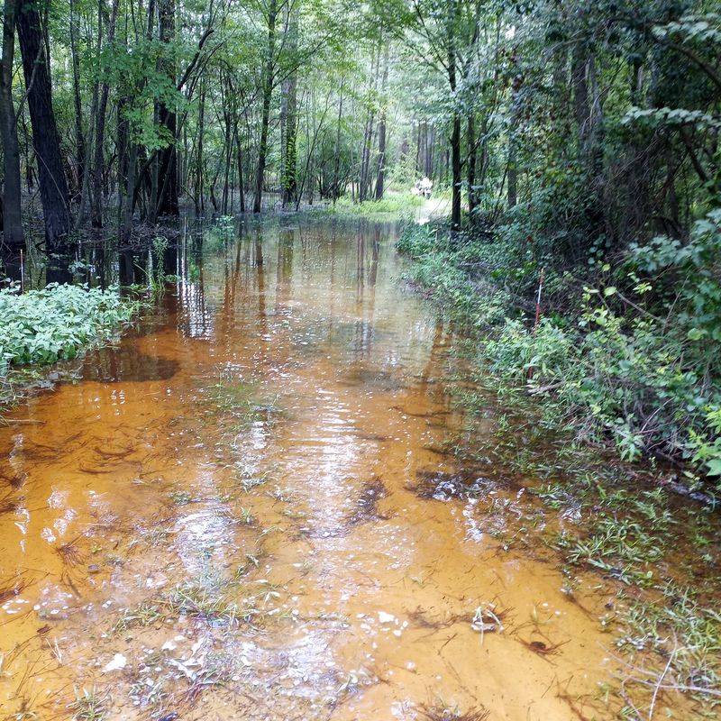 Bay Tree Lake State Natural Area Trails, Bladen County